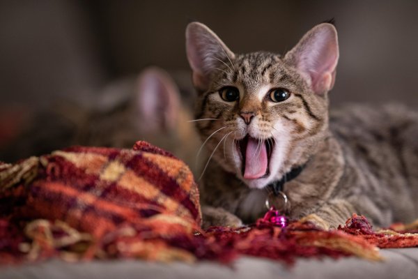 кошка с высунутым языком