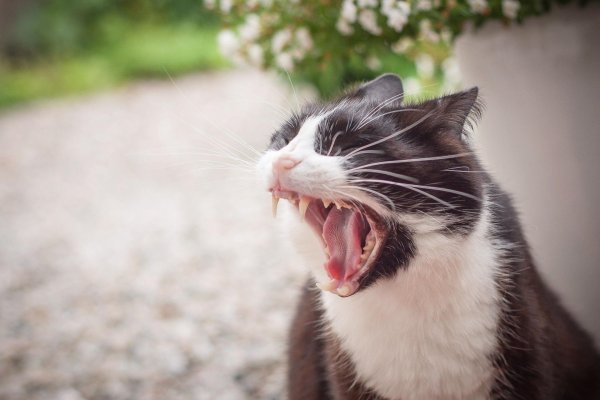 yawning cat