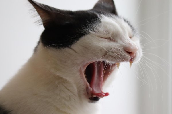 yawning cat