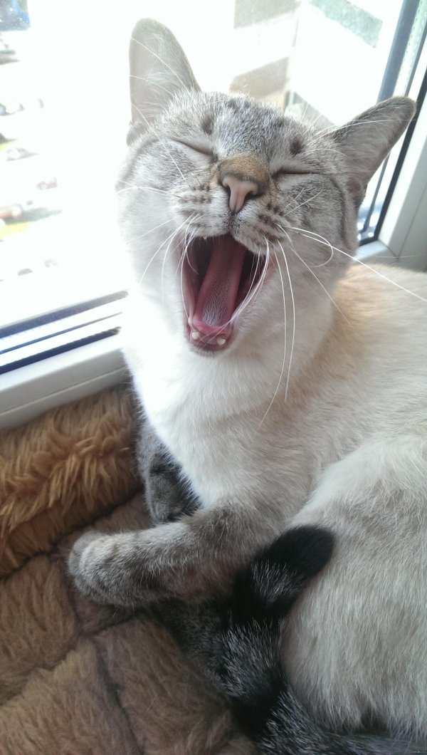 зевающие коты