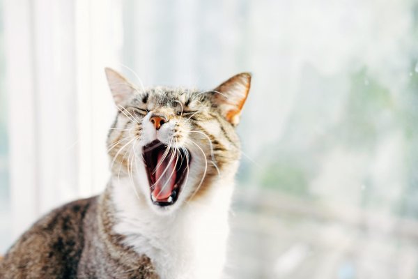 yawning cat