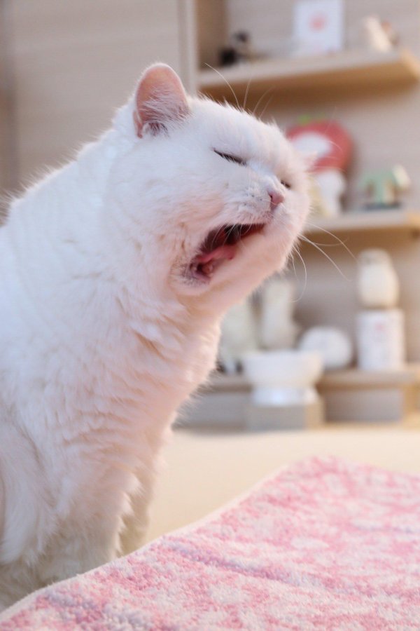 yawning cat