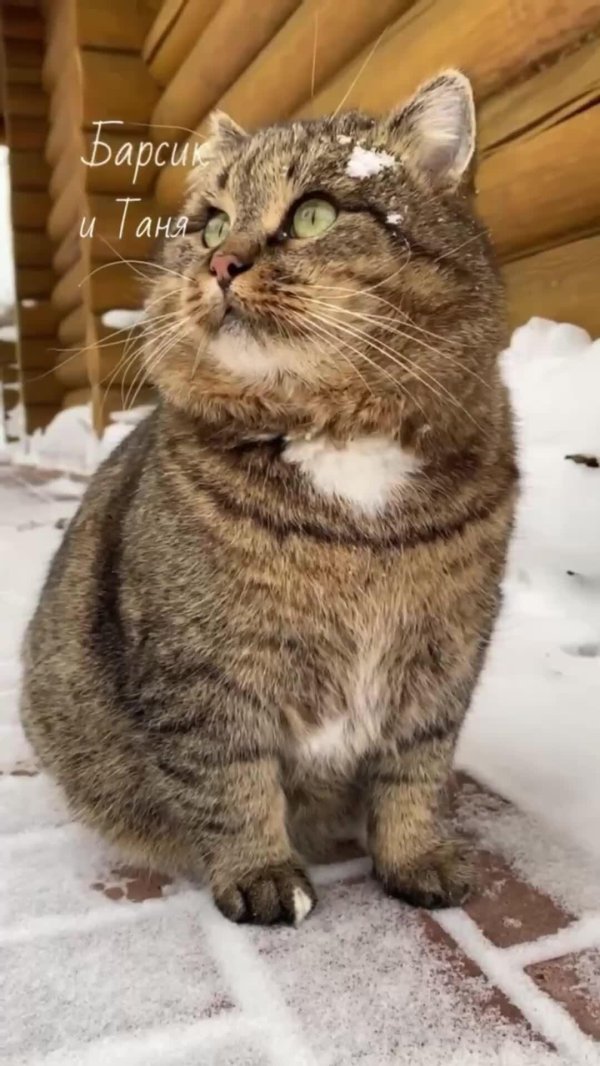 кошка барсик