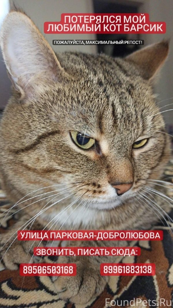 пропавший кот