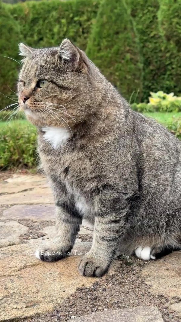 лесной кот барсик