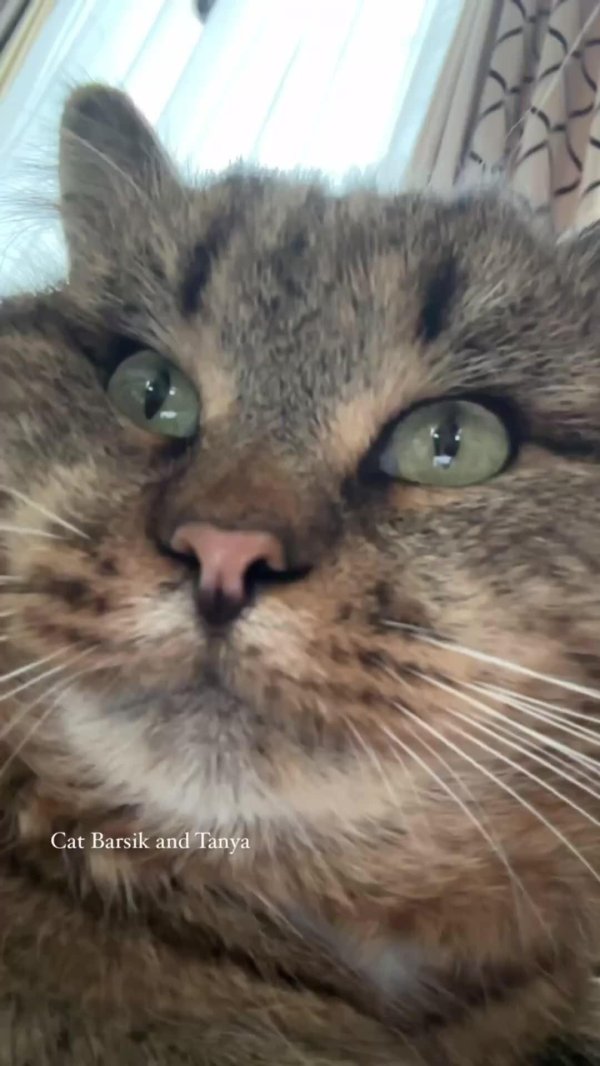 кот барсик