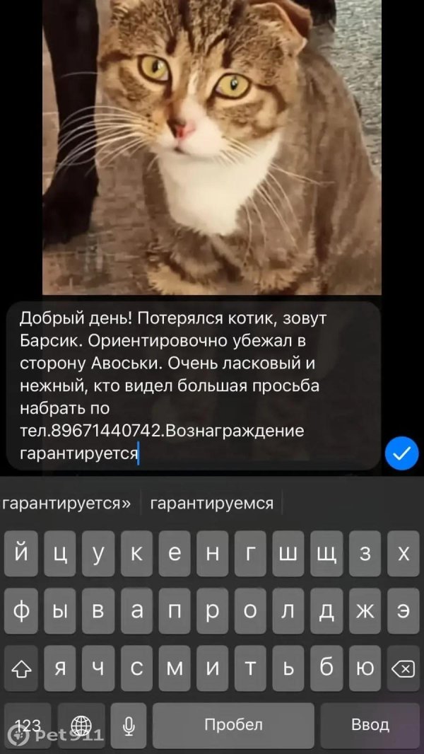 потерялся кот