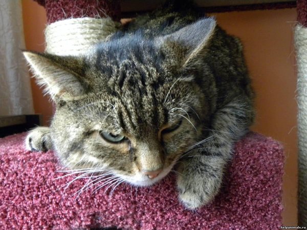 порода барсик