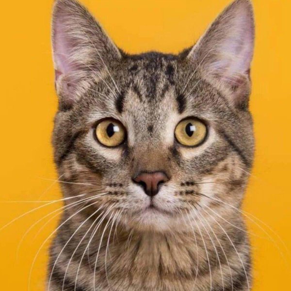 порода кота