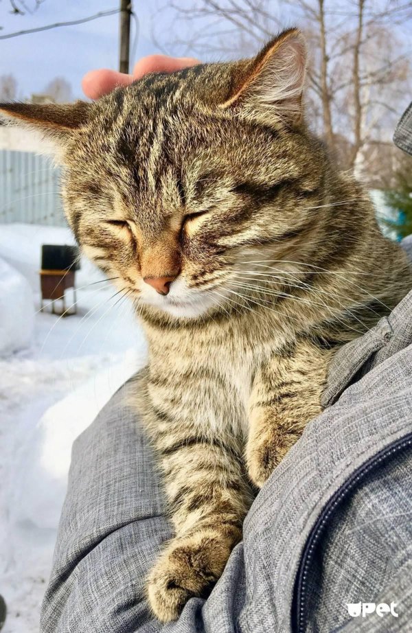 порода барсик