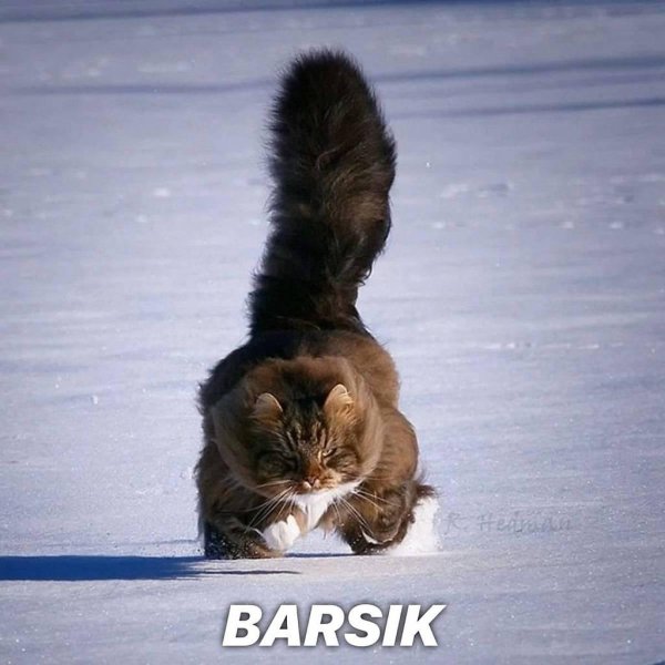 Кота барсика