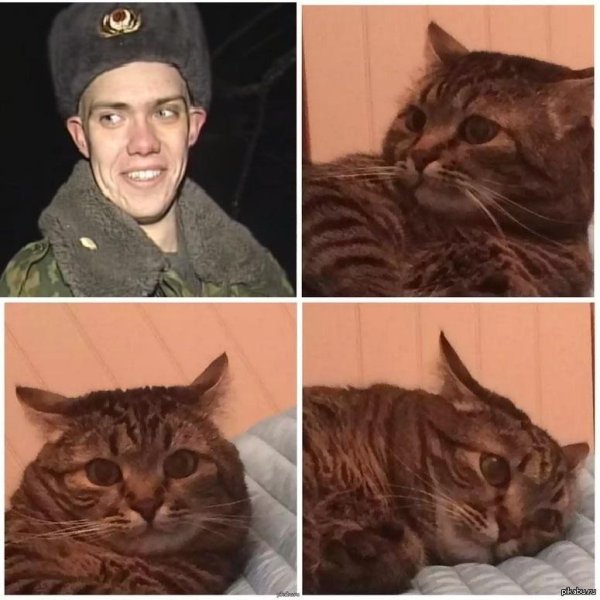 коты мемы