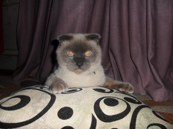 сиамская вислоухая кошка