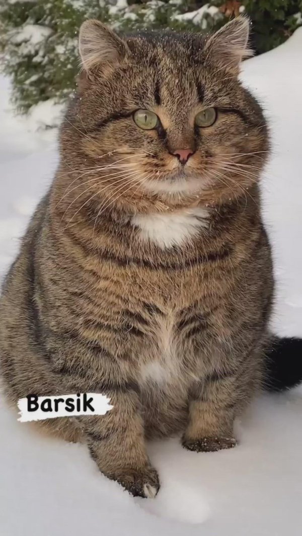 кот барсик