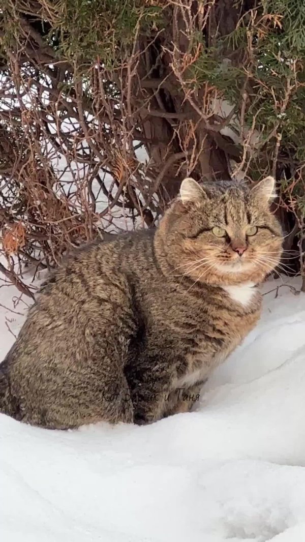 европейская дикая лесная кошка