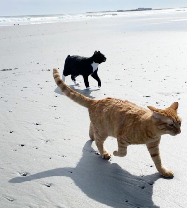 кот на пляже