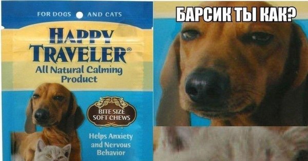 юмор про собак