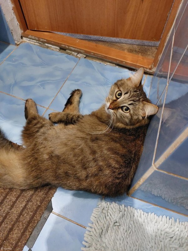 кошка барсик