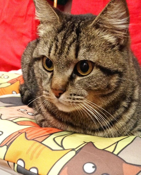 европейская короткошерстная кошка