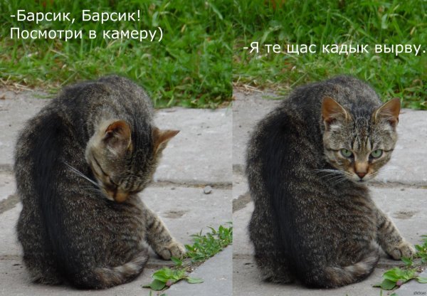 котик барсик