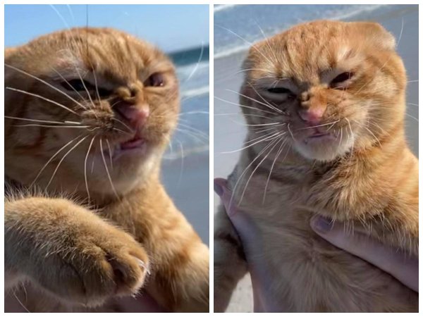 кот недоволен