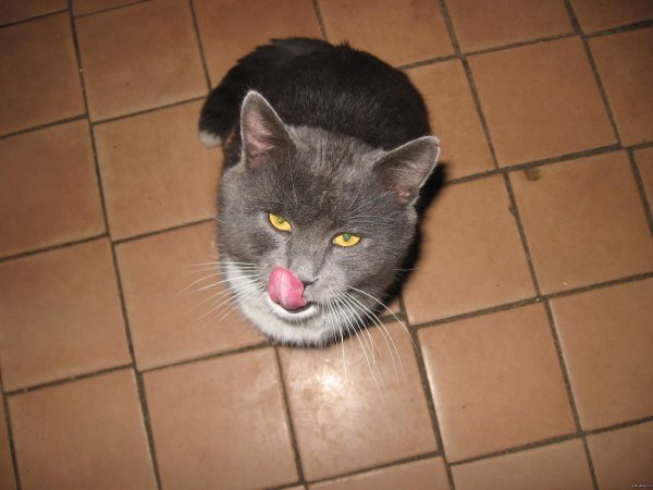 котик барсик