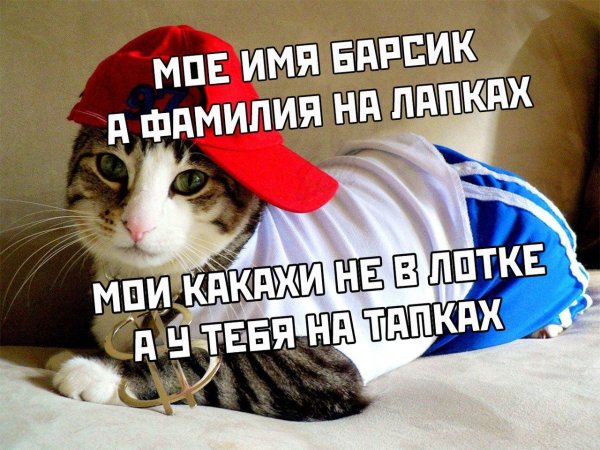барсик имя