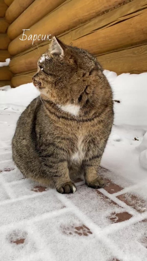 котик барсик