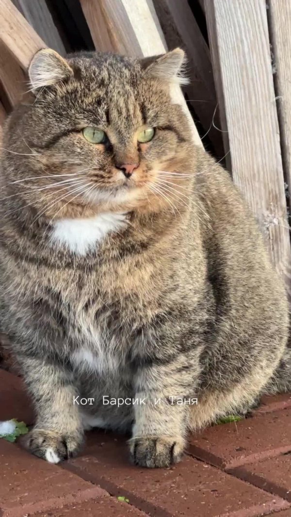 кот барсик
