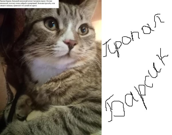 пропала кошка
