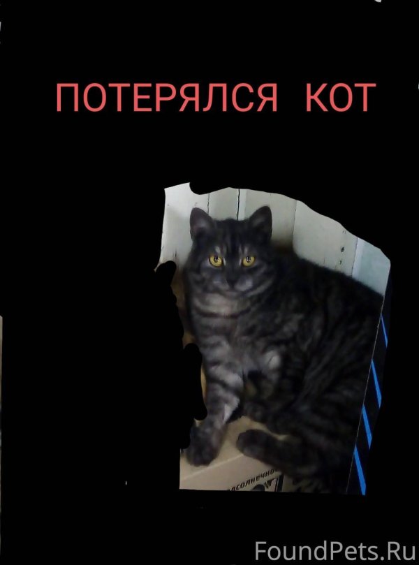 пропавший кот