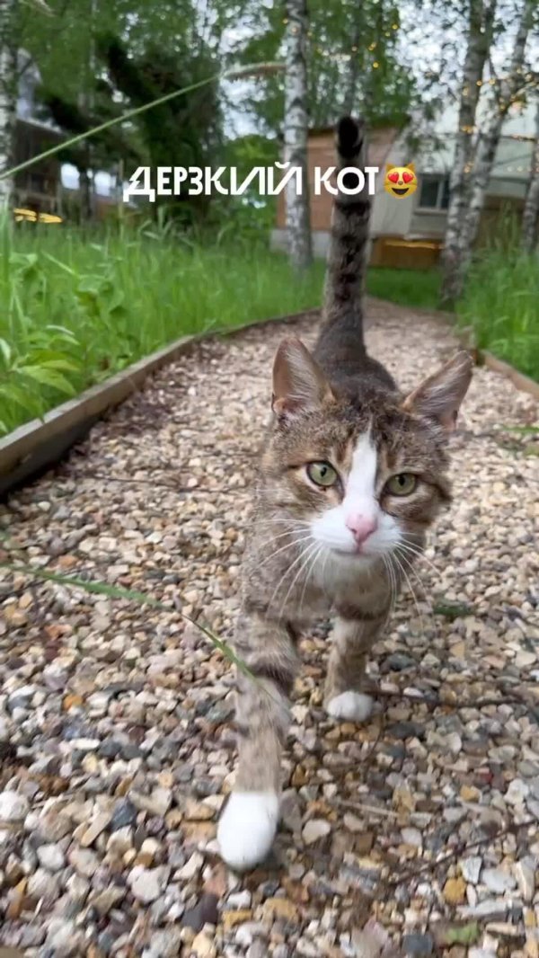 дерзкий барсик