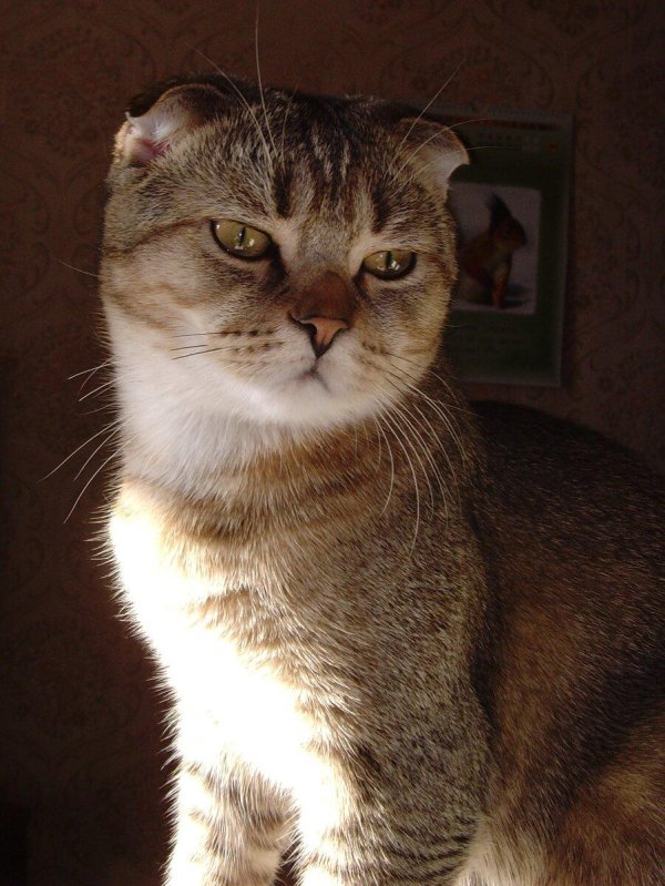 золотая тикированная шиншилла шотландская