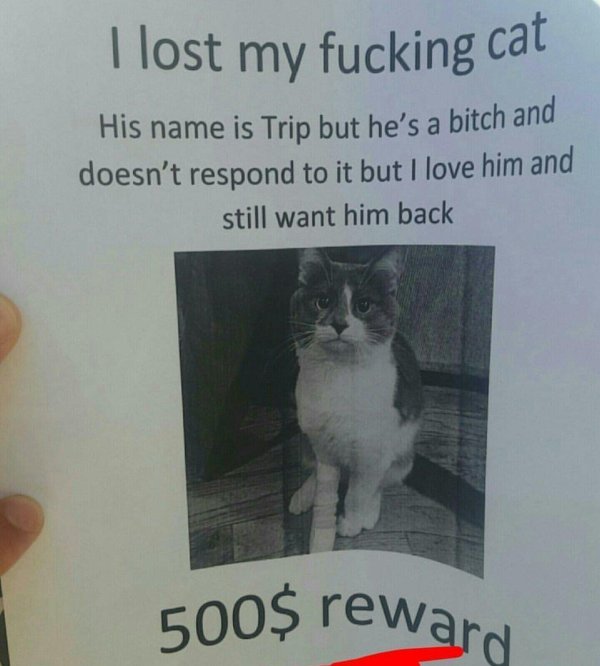 я потерял своего тупого кота