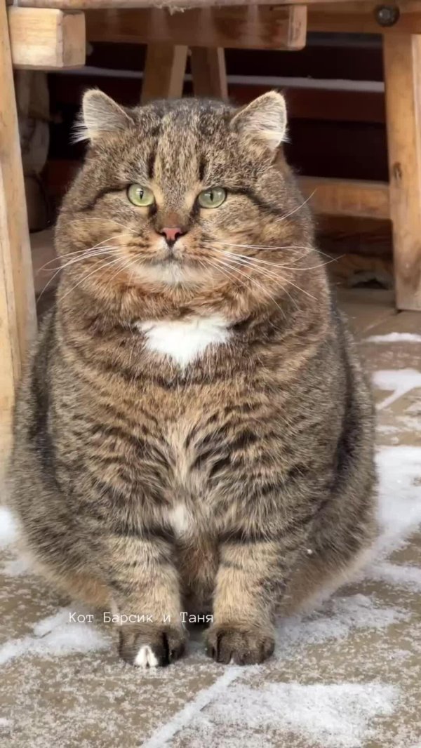 кот барсик
