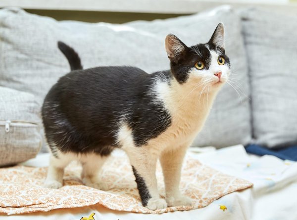 центр помощи кошкам муркоша