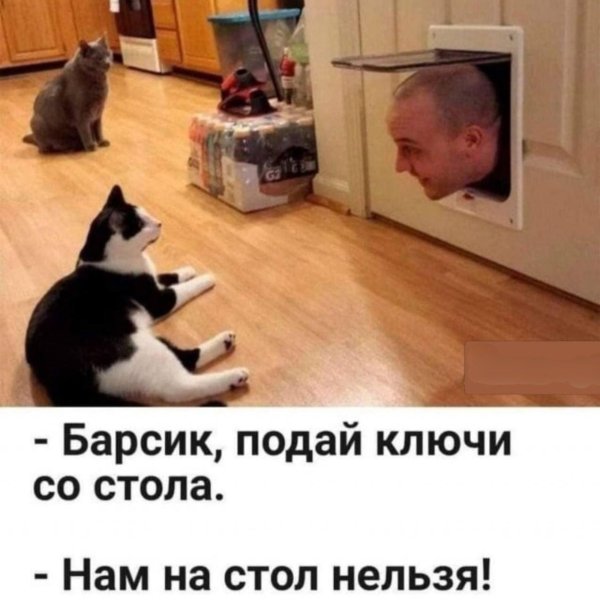 про котиков