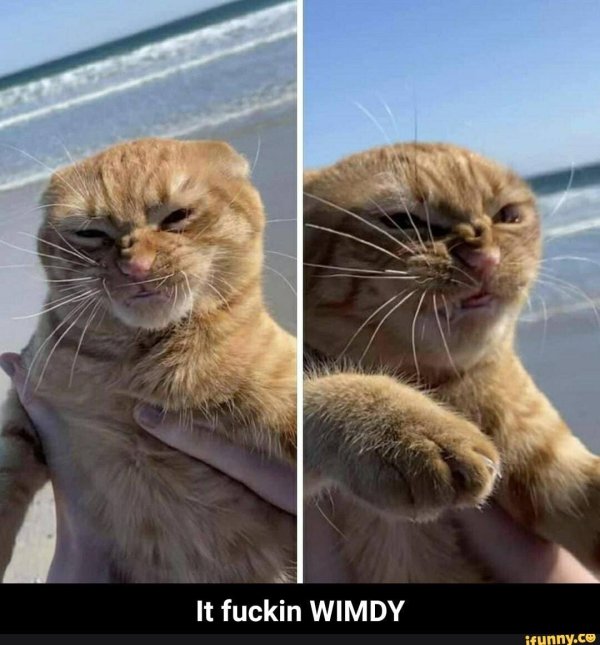 недовольный рыжий кот