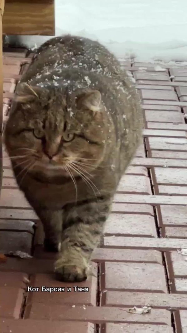 котик барсик