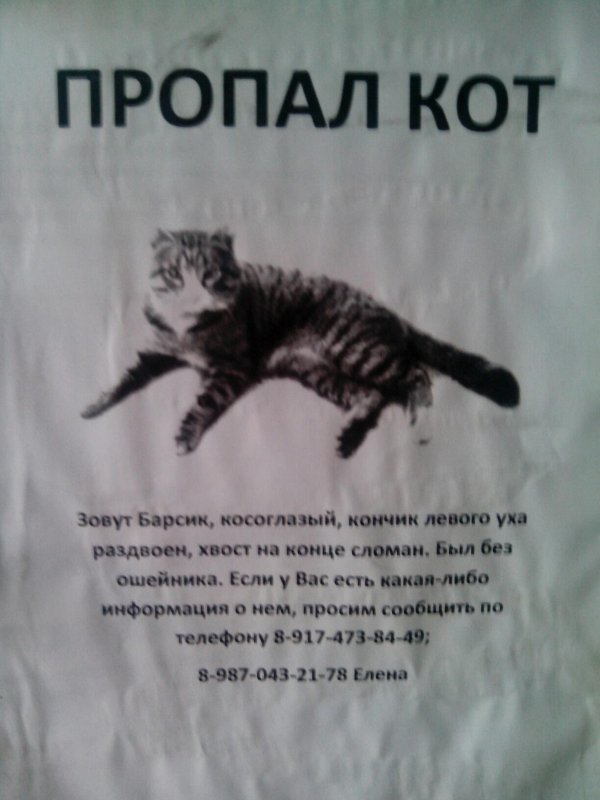 объявление о пропаже кота