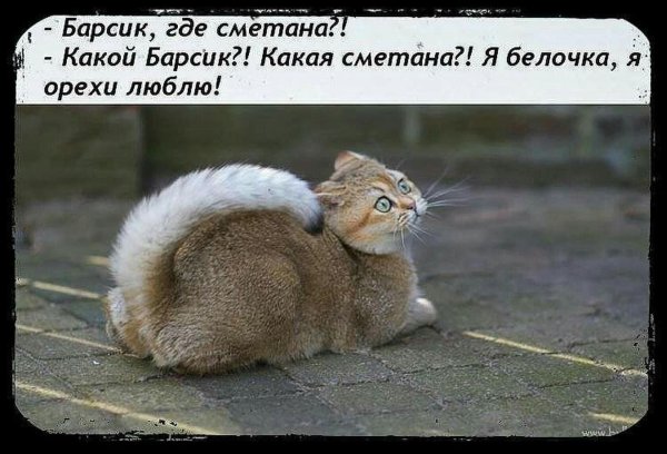 белка белка