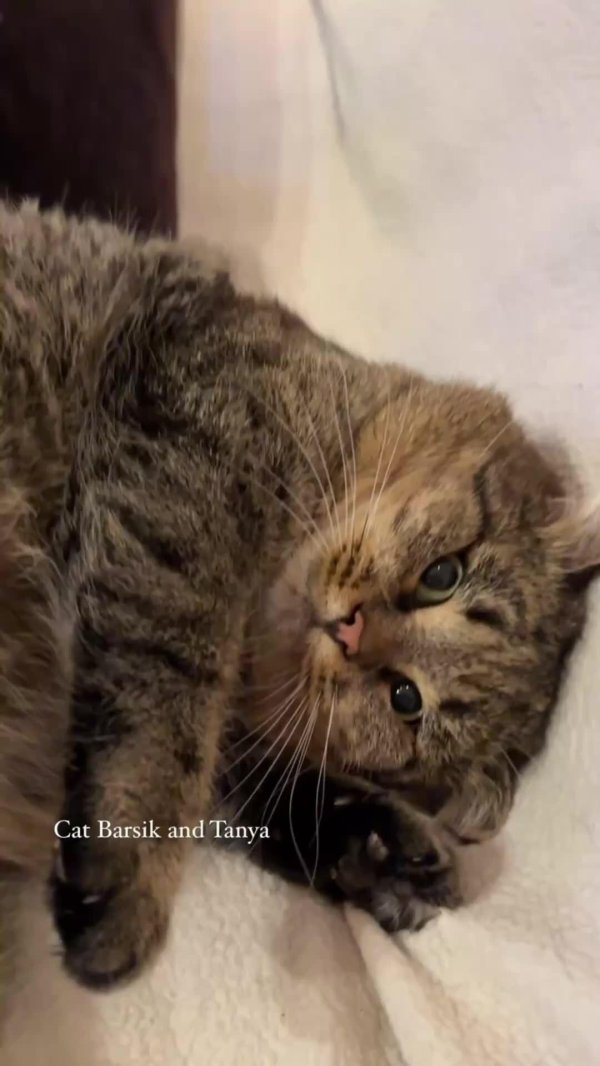 котик барсик