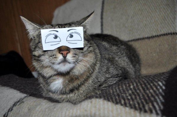 котики прикольная