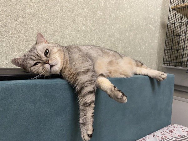 уставшая кошка