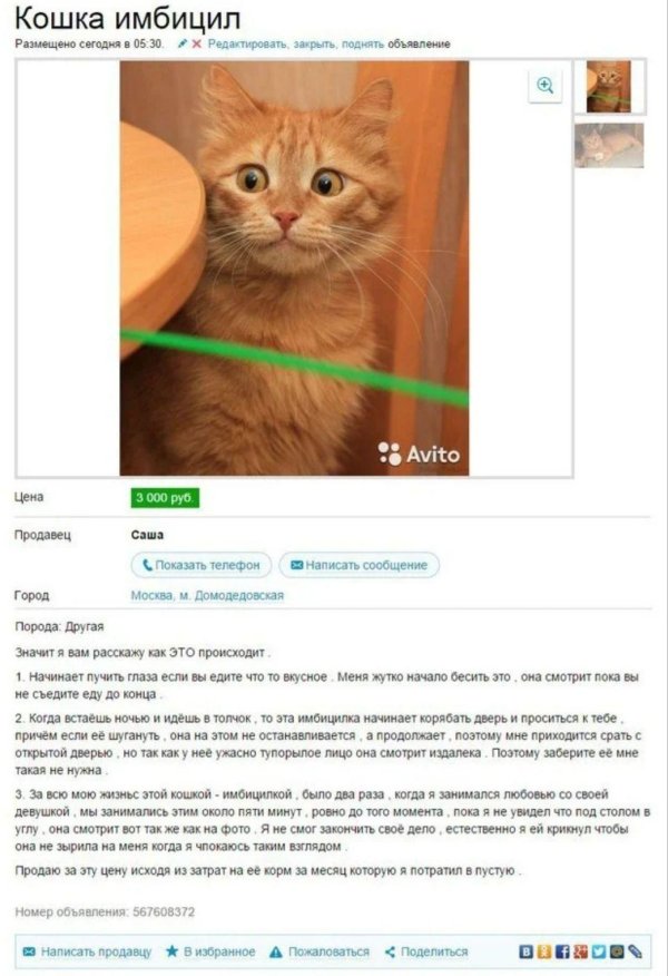 объявление на авито