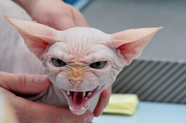 лысые коты сфинксы