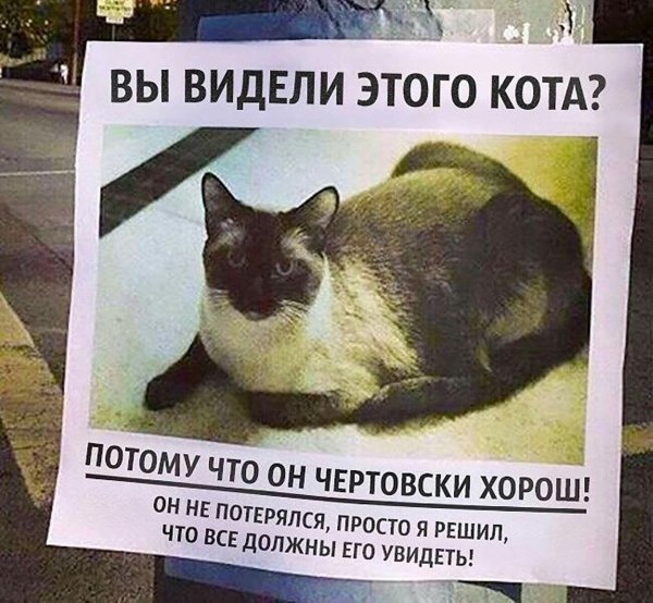 вы видели этого кота он не потерялся