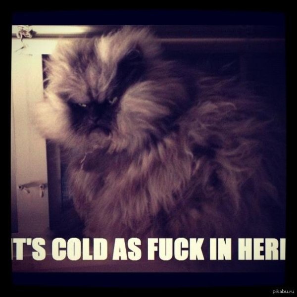 полковник мяу