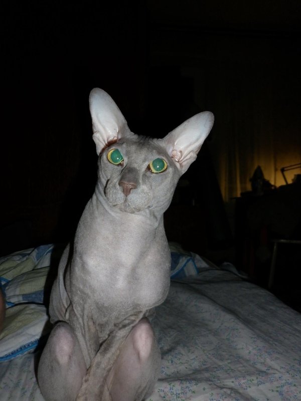 донские сфинксы