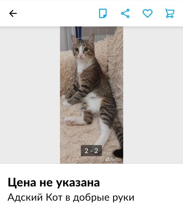 о котах